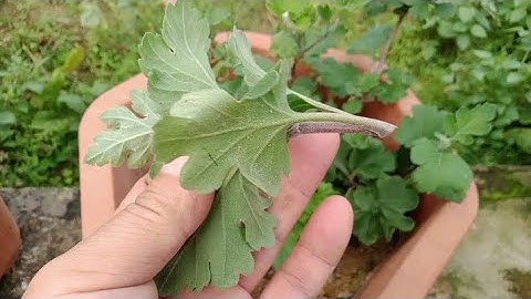 Cách Nhân Giống Hoa Cúc Cổ Sơn La [Chrysanthemum]