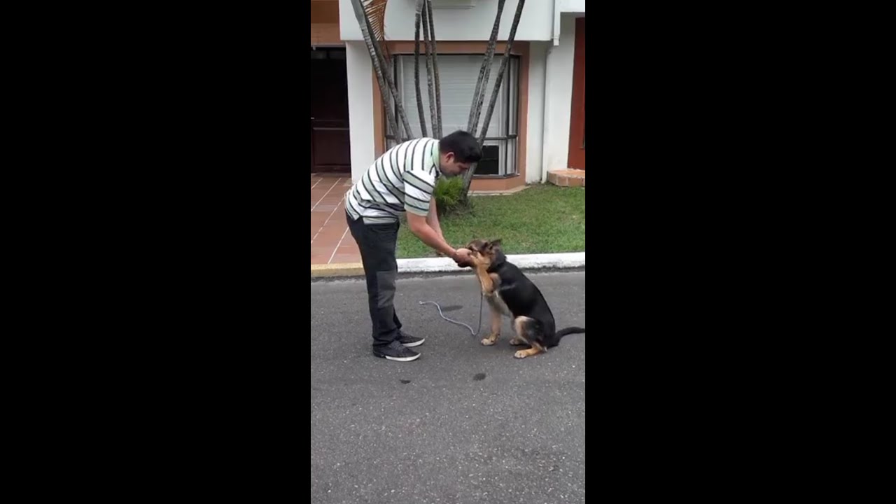 ENTRENAMIENTO A UN PASTOR ALEMÁN DE 6 MESES - REX