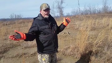 Coyote trapping  scatter bait set strikes again catch