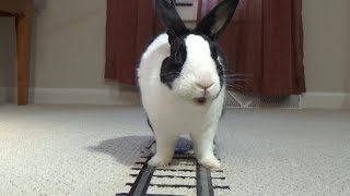 Trains Can't Stop - Train Safety PSA with Rabbit