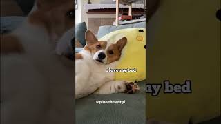 Sleepy corgi in bed