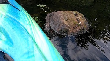 Giant Mudfossil Carcass in a Lake ? #2