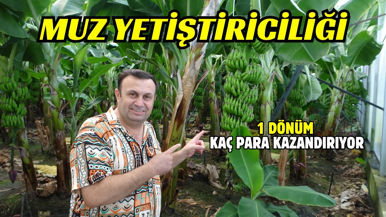 MUZ YETİŞTİRİCİLİĞİ - 4 DÖNÜM SERDA KAÇ LİRA KAZANDI ?