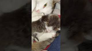 3 kittens day 8- opening its eyes by rcncableguy 565 views 6 months ago 1 minute, 11 seconds