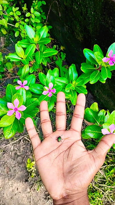 Asian beetles you've never seen #anyuniqueanimals🪲🪲🪲#beetle#insects#beautifulinsects#nature#p4110