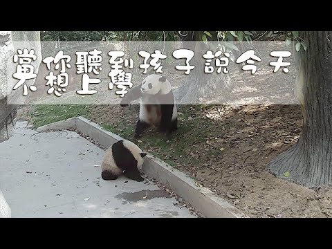 《熊貓早晚安》當你聽到孩子說今天不想上學 | iPanda