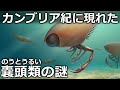 巨大な眼をもつ謎の古代生物「ティラコケファラ(嚢頭類/のうとうるい)」とは/カンブリア紀の海に現れた節足動物【ゆっくり解説】