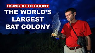 Bats protect a park  but how many are there?