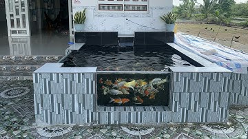Hồ Cá Koi 2,4 Khối Toàn Cá F1 Đẹp - Bộ Lọc Quá Tốt - Nước Trong - Cá Khỏe - Hồ Của Em Nam ở Cà Mau.