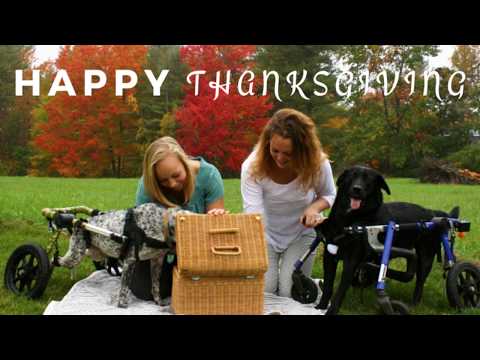 Walkin' Pets Thanksgiving 2019