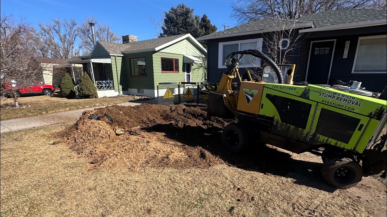 Big cottonwood stump removal - YouTube