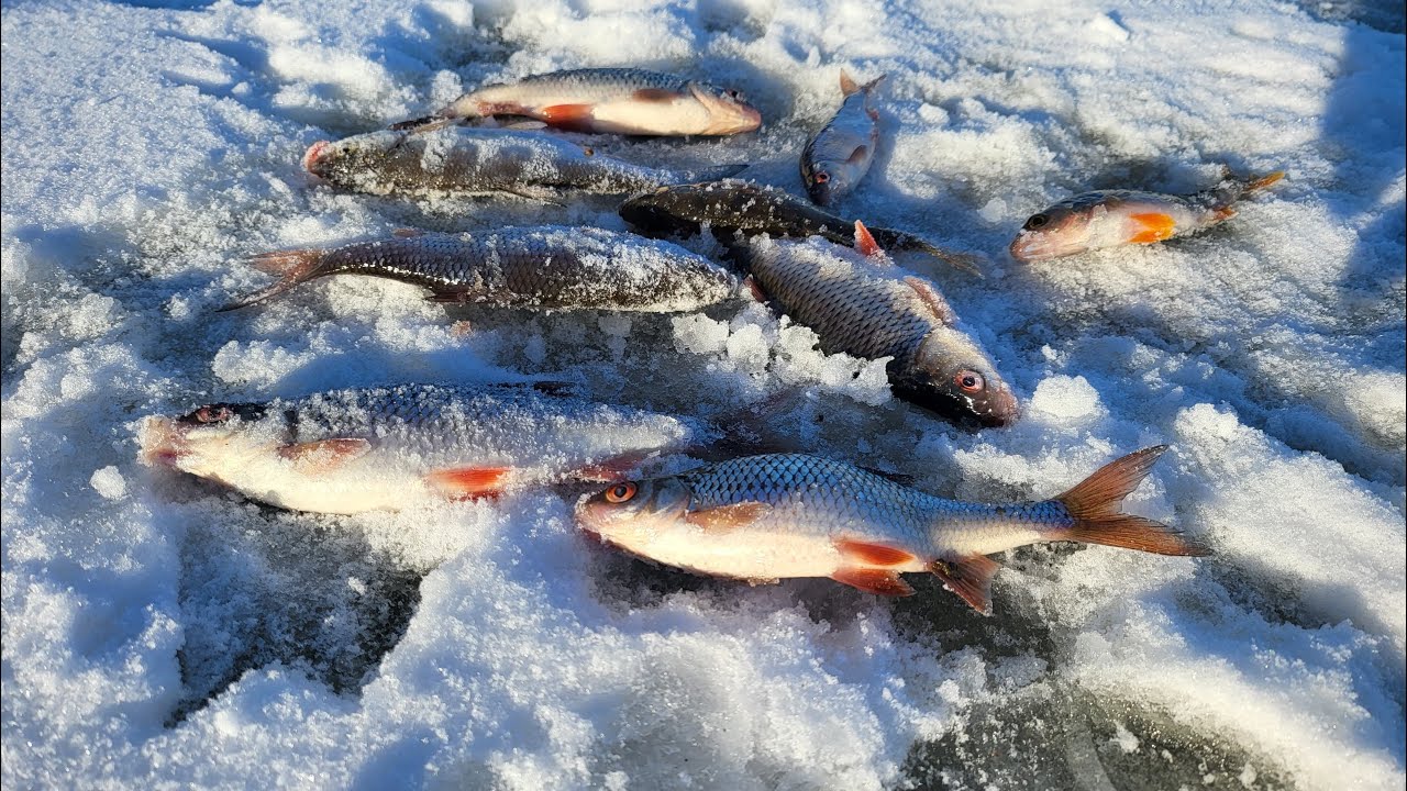Poledinė žvejyba Sausio mėnesį. Kuojos ir ešeriai || NEI ŽVYNO