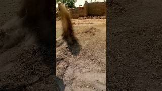 Cleaning Moong Crop After Harvest Dust Removal Process