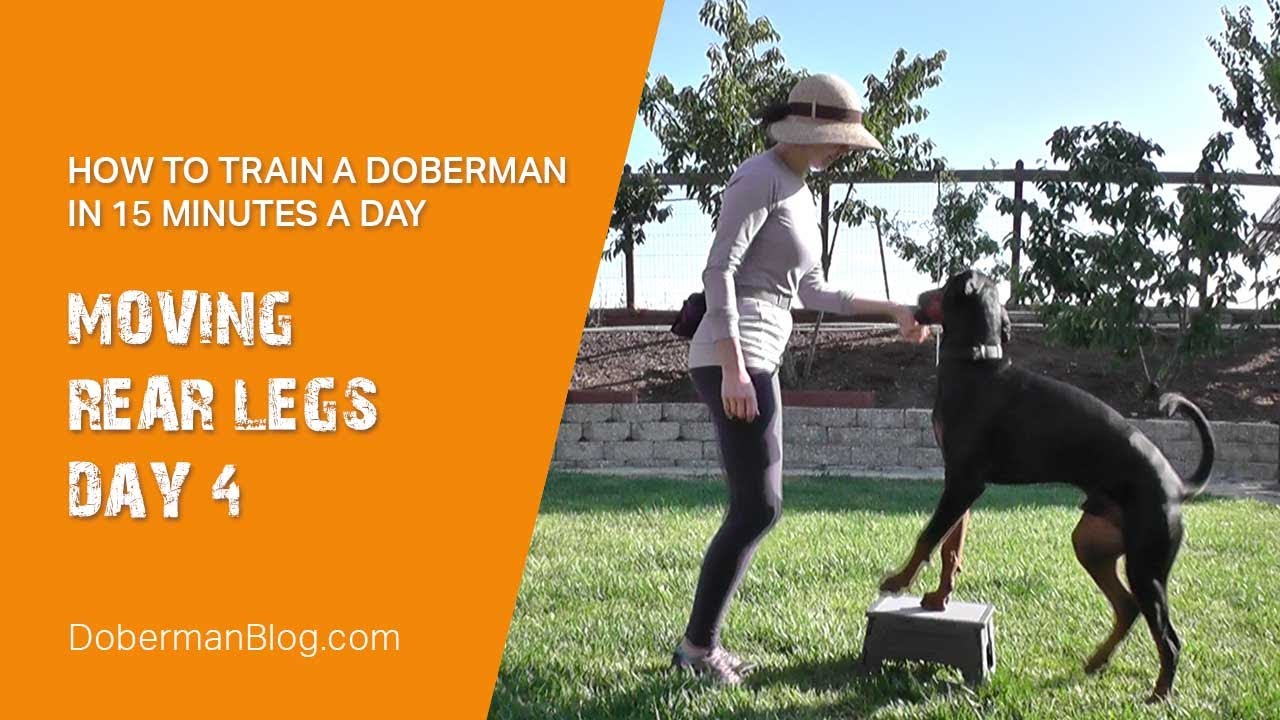How to train a Doberman in 15 minutes a day: foundation exercise - moving rear legs. Day 4.