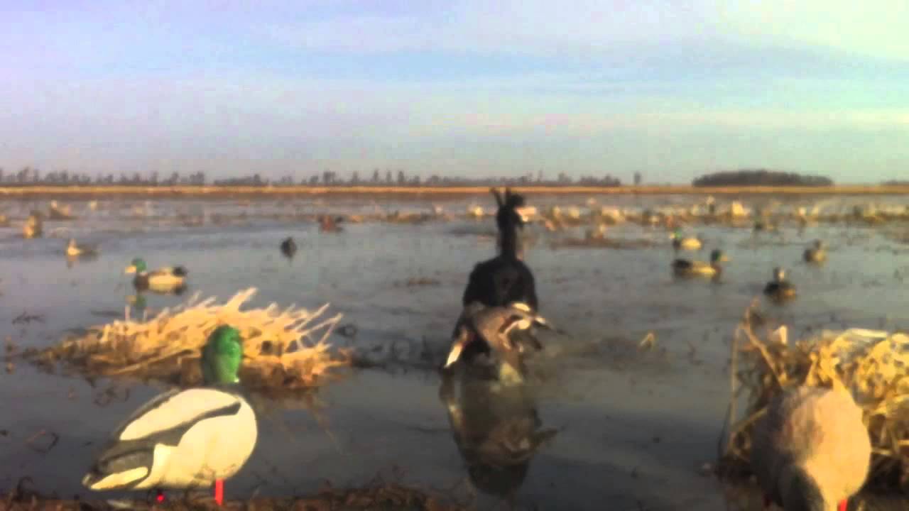 Duck Hunting YouTube