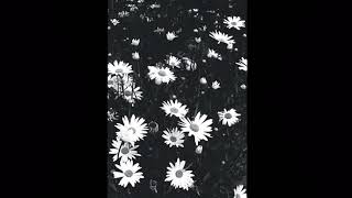 Umut Ceylan-Papatyacover