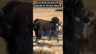 KURT ÖLÜ NUMARASI YAPIYOR #subscribe #shortvideo #viral #shorts #short #shortvideo #shortsfeed #fyp