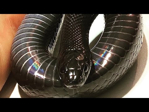 Video: Ang Kingsnake Reptile Breed Hypoallergenic, Health And Life Span