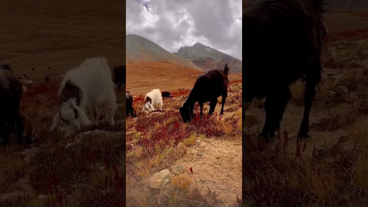 Autumn on Mountain Near Deosai national park Skardu