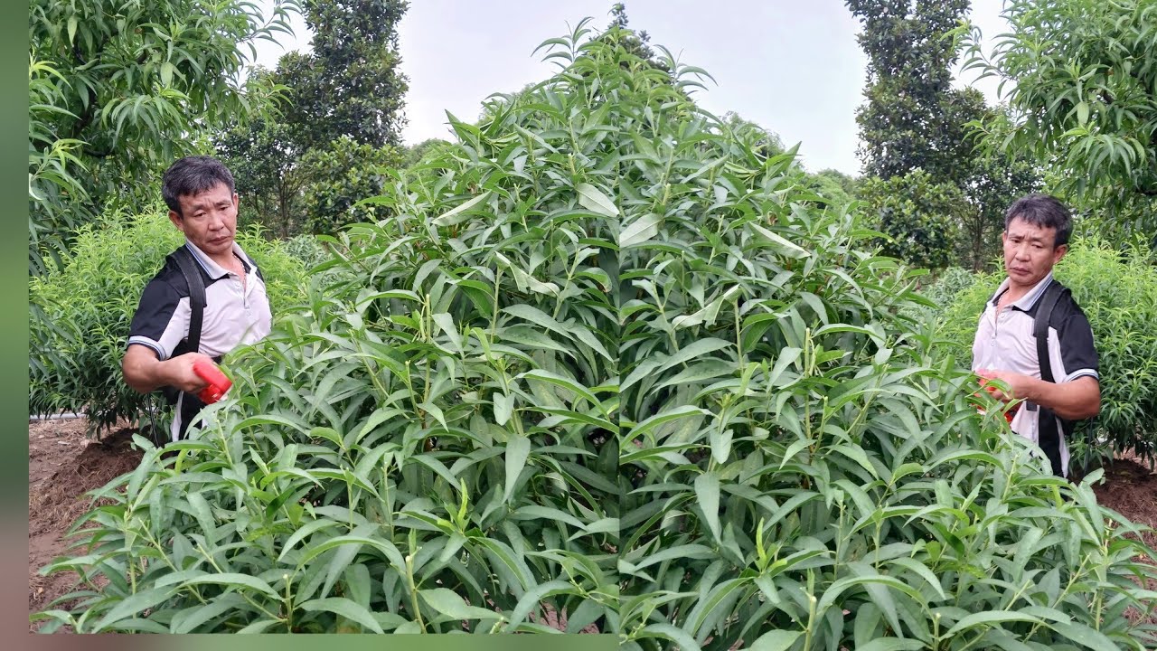 #.Vườn đào đẹp cắt răm lần cuối #.Cách xử  lý đào vàng lá do úng nước.@DâuNguyenvan-o1t