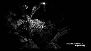 Decorah North Eagles - Raccoon visits nest, moves egg around / explore.org 6/4/25