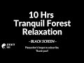 Fall Asleep Fast Tranquil Forest Birds Chirping Nature Relaxation