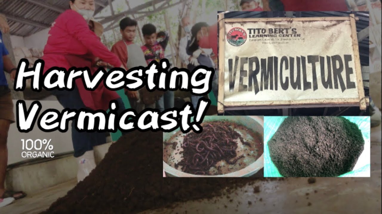 Vermicasting 101 The Art of Vermiculture YouTube