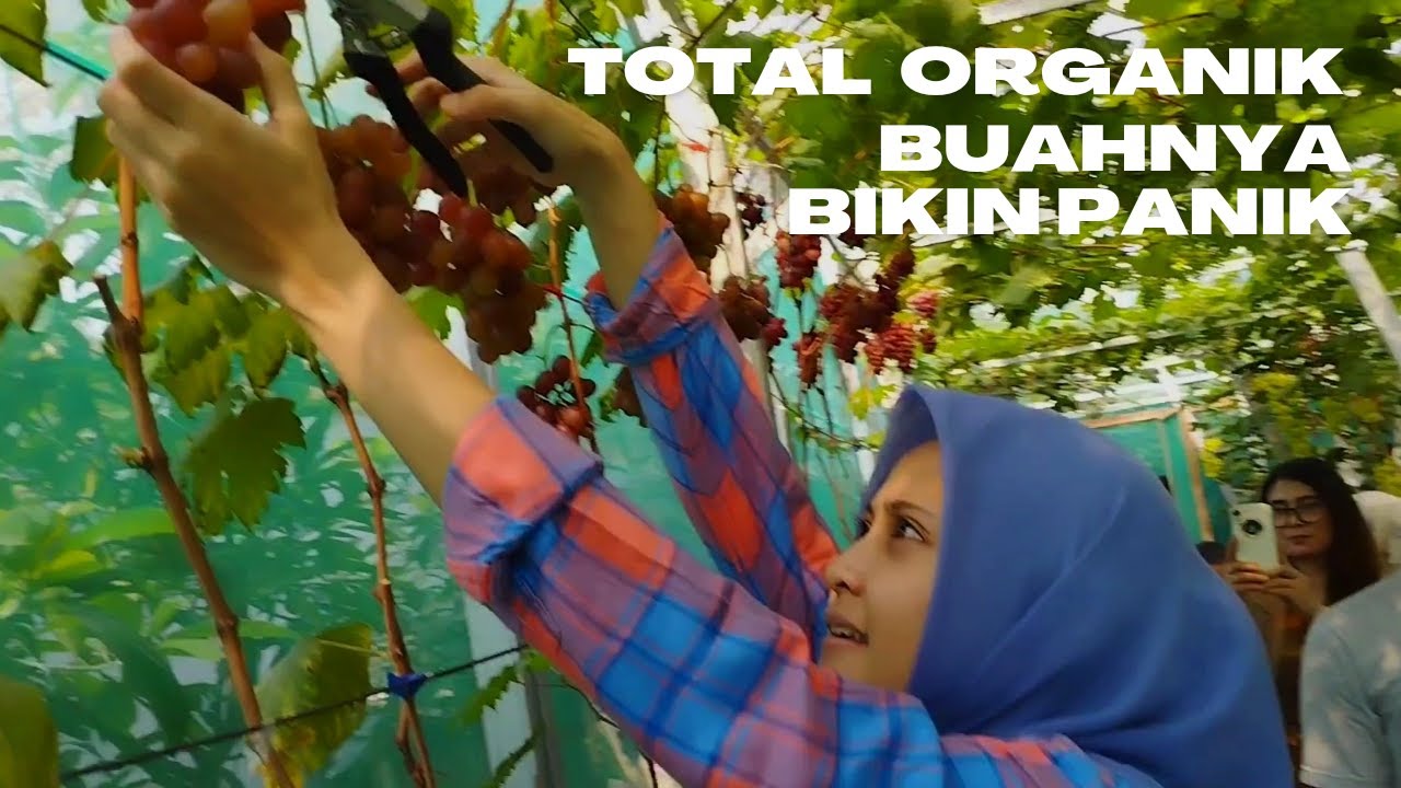 [Super Ekonomis] Pupuk Total Organik Tanam Anggur Subur & Cepat Berbuah Lebat. Tama Green Bogor