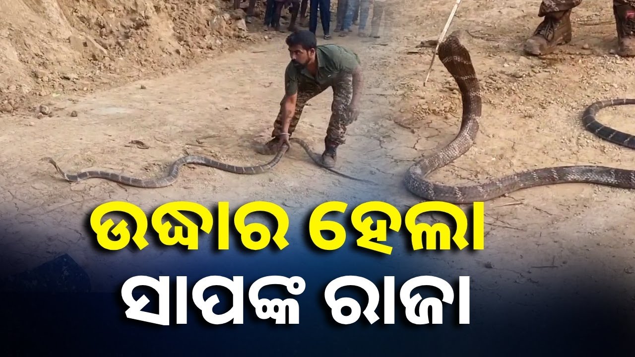 ନିତେଇ ଗାଁରେ ବୁଲୁଥିଲା ବିରାଟକାୟ ଅହିରାଜ, ଉଦ୍ଧାର କରି ଜଙ୍ଗଲରେ ଛାଡ଼ିଲେ ବନ କର୍ମଚାରୀ || Knews Odisha