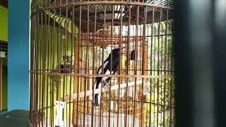 kacer isian sogok ontong.. dongkrak emosi secara cepat