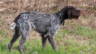 Meet the German Wirehaired Pointer: An Intelligent and Loyal Hunting Companion!