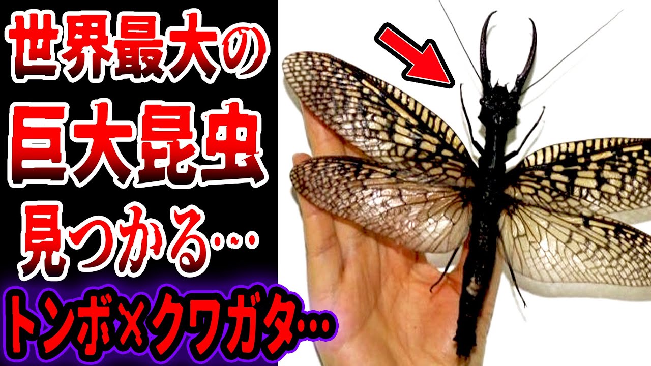 口吻がノコギリ状になる特大種ノコギリゾウムシ！この１頭のみ 口吻がノコギリ状になる特大種ノコギリゾウムシ！この1頭のみ