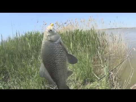 Видео: УДОЧКИ В ДУГУ! КАРП, КАРАСЬ ЛОМАЮТ И УТАСКИВАЮТ ПОПЛАВОЧНУЮ УДОЧКУ!