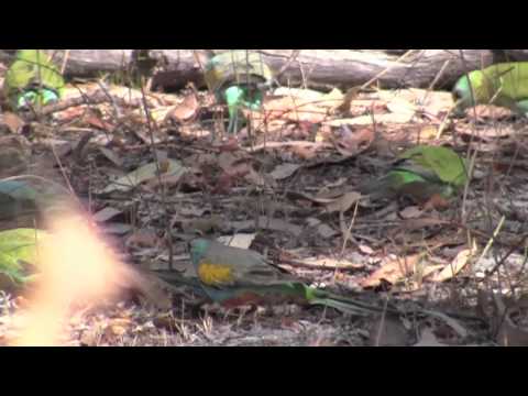 Golden-shouldered Parrot 