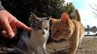 いきなり喧嘩を始める野良猫兄弟