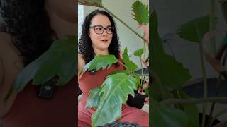 Propagating My Philodendron Caramel Pluto the RIGHT Way 🌿 | Where to Cut + Soil Mix #plants #shorts
