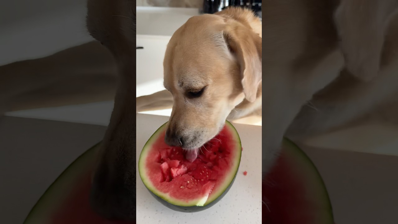 Выбрал кусочек побольше😁