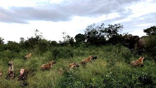 What happens when an elephant herd runs into a hyena clan