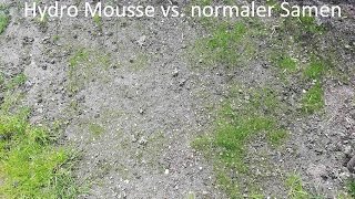 Hydro Mousse Sprührasen Ergebnis und Vergleich mit normalen Samen