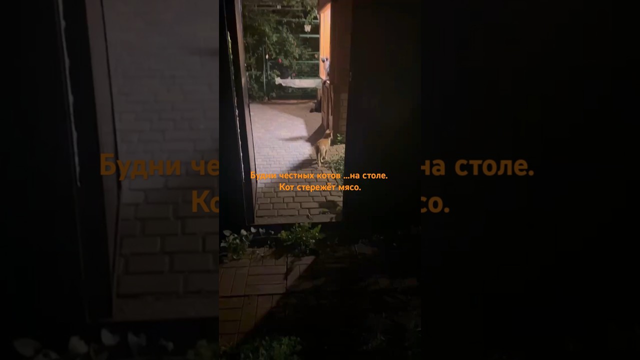 Будни честных котов на столе. Кот стережёт мясо. Everyday life of honest cats. On the table