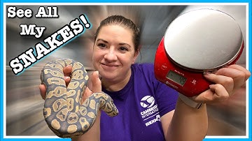 BALL PYTHON COLLECTION UPDATE! Weighing My Collection (August 2020) Ball Python Breeding