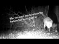 Fox vs Badger - at the compost!