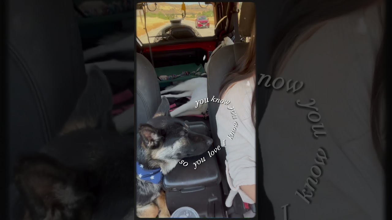 Road-trip with a husky and German shepherd 
