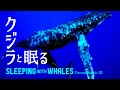 🐳クジラの鳴き声 睡眠用BGM | 鯨と熟睡 -  幻想曲3 ✨眠れる 曲 作業用 ザトウクジラ