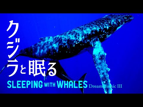🐳クジラの鳴き声 睡眠用BGM ｜ 鯨と熟睡 -  幻想曲３ ✨眠れる 曲 作業用 ザトウクジラ
