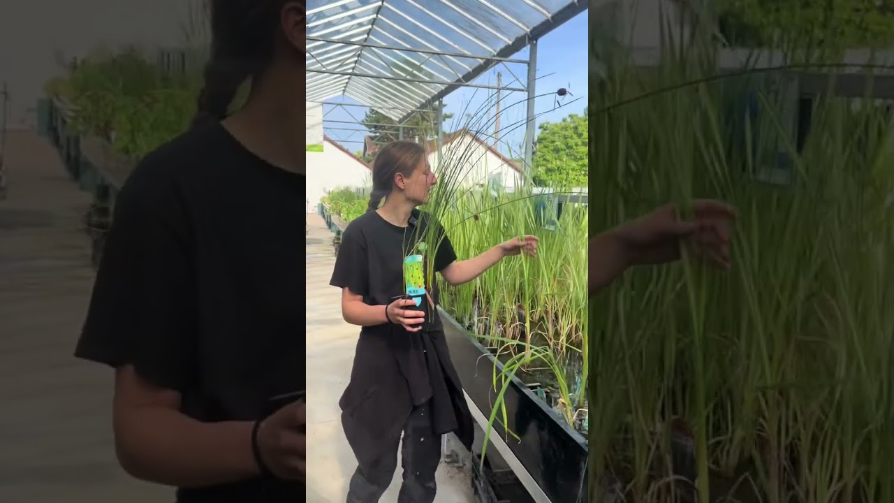 La Typha, aussi appelée massette, est parfaite pour filtrer l’eau naturellement ! 