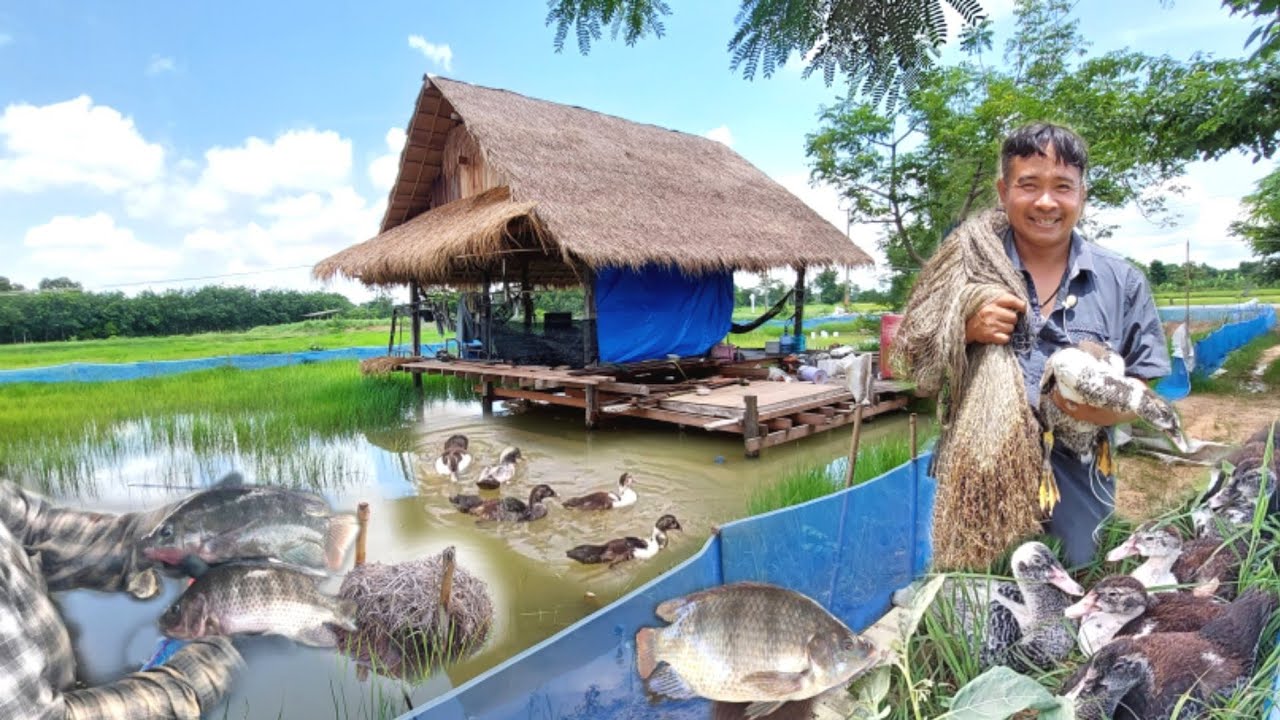 สุดยอดการเพิ่มมูลค่าในนาข้าว!! สร้างบ้านกลางทุ่ง ปล่อยปลาเลี้ยงเป็ดลอยเต็มทุ่งนา💕