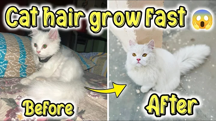 Video 5048551: persian cat grooming, persian cat hair cutting, persian cat hair fall, best persian cat food, persian cat home