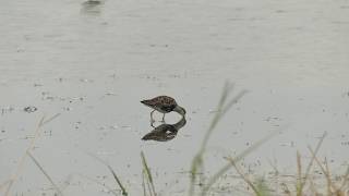 Ruff Feeding at Oare Marshes | British Birds