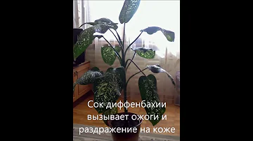 Диффенбахия вред и польза растения